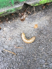 Noctuidae
