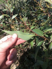 Eucalyptus helidonica