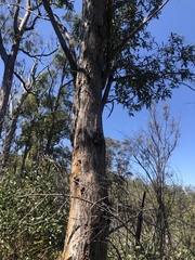 Eucalyptus helidonica