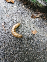 Noctuidae