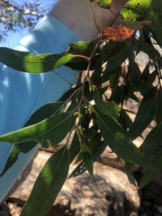 Eucalyptus helidonica