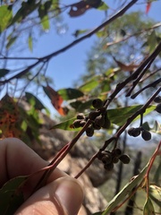 Eucalyptus helidonica