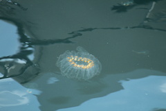 Cyclosalpa affinis