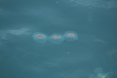 Cyclosalpa affinis