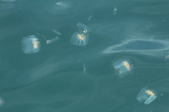 Cyclosalpa affinis