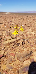 Cyanella