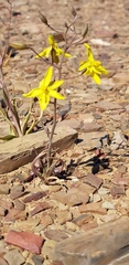 Cyanella