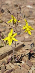 Cyanella