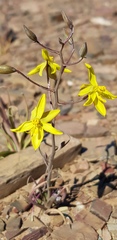 Cyanella