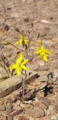 Cyanella