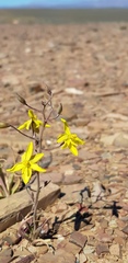 Cyanella