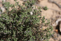 Ruschia uitenhagensis