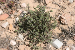 Ruschia uitenhagensis