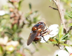 Cyphipelta rufocyanea