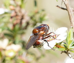 Cyphipelta rufocyanea
