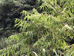 Callicarpa pilosissima