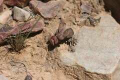 Adromischus cristatus cristatus
