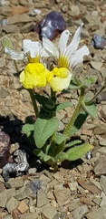 Nemesia karroensis