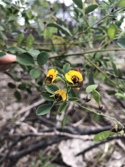 Goodia medicaginea