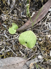 Cyrtostylis reniformis