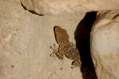 Ptyodactylus puiseuxi
