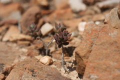 Crassula mesembryanthoides mesembryanthoides
