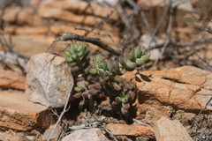 Crassula mesembryanthoides mesembryanthoides