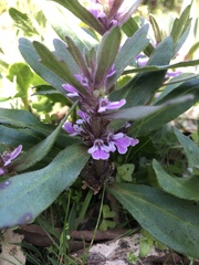 Ajuga australis