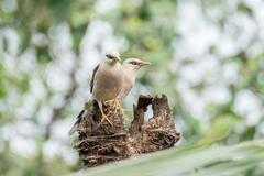 Acridotheres leucocephalus