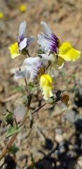 Nemesia karroensis