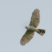 Accipiter badius poliopsis - Photo (c) Wich’yanan (Jay) Limparungpatthanakij, some rights reserved (CC BY), uploaded by Wich’yanan (Jay) Limparungpatthanakij