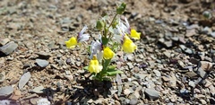 Nemesia karroensis