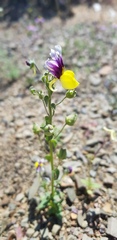 Nemesia karroensis