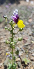 Nemesia karroensis
