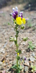 Nemesia karroensis