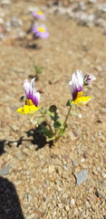 Nemesia karroensis