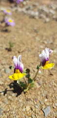 Nemesia karroensis