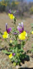 Nemesia karroensis