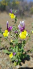 Nemesia karroensis