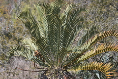 Encephalartos