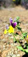 Nemesia karroensis