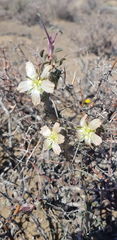 Monsonia salmoniflora