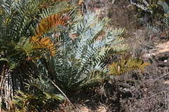 Encephalartos
