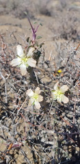 Monsonia salmoniflora