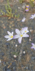 Monsonia salmoniflora