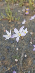 Monsonia salmoniflora