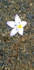 Monsonia salmoniflora
