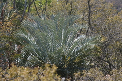 Encephalartos