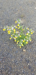 Nemesia karroensis