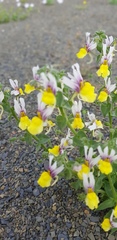 Nemesia karroensis